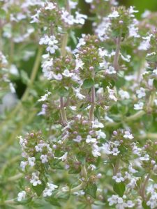 real-thyme-123144_960_720